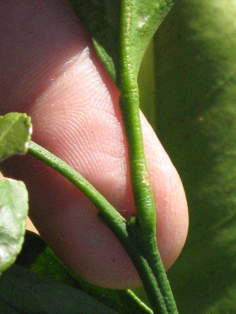              Petiole (Riverside, CA)       